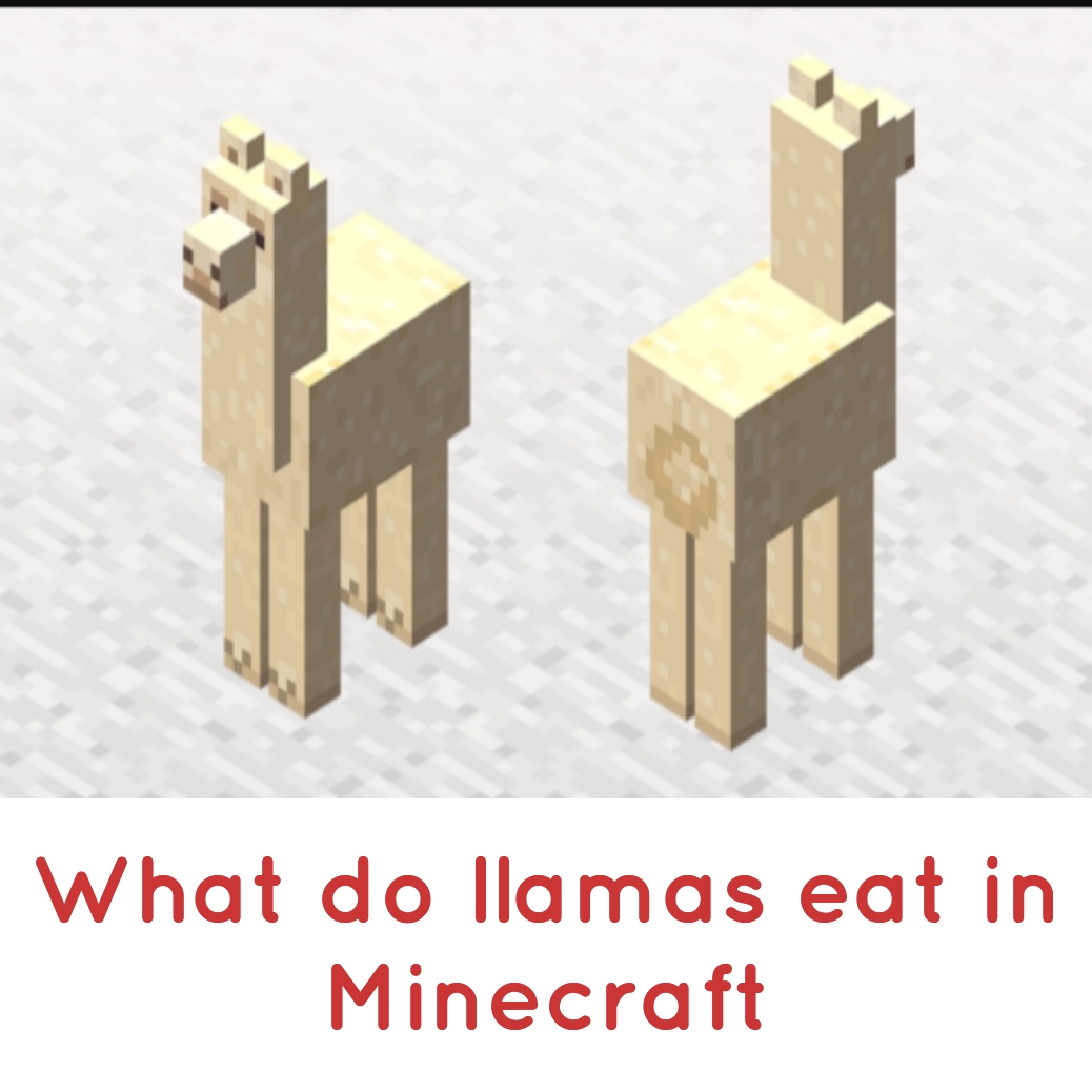 What do Llamas Eat in Minecraft - GamePlayerr